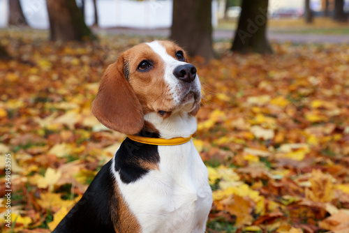 Adorable Beagle dog in stylish collar in autumn park