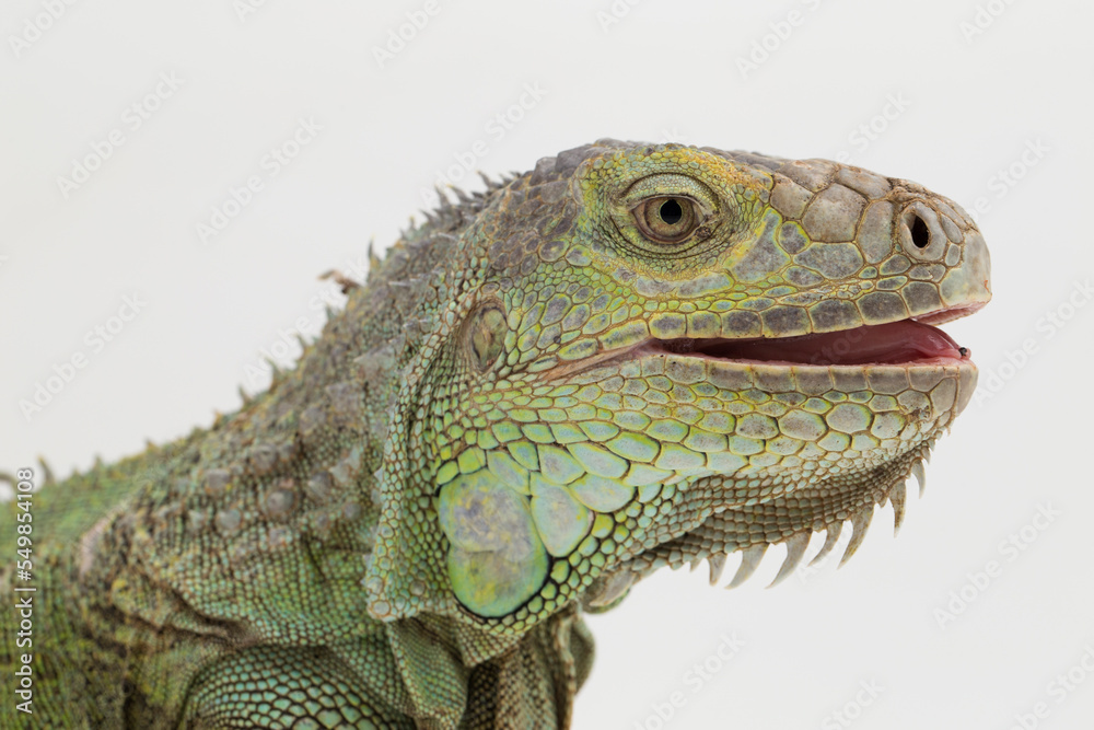 Fototapeta premium Big Green Iguana lizard isolated on a white background 