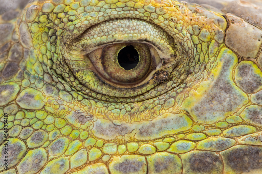 Naklejka premium Big Green Iguana lizard isolated on a white background 