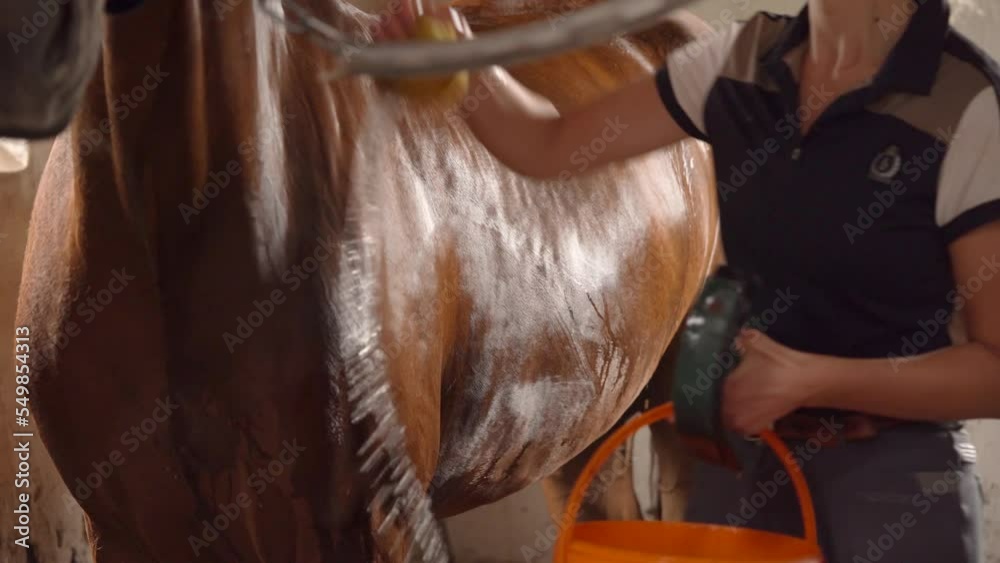 Female Jockey Cleaning Horse With Curved Sweat Scraper In Stable Female Jockey Cleaning Horse With Curved Sweat Scraper In Stable