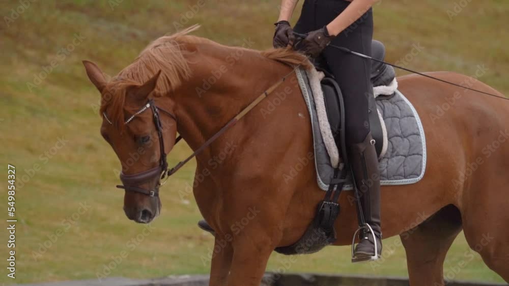 Danish Warmblood Dressage Horse Trot In Outside Riding Arena Danish Warmblood Dressage Horse Trot In Outside Riding Arena