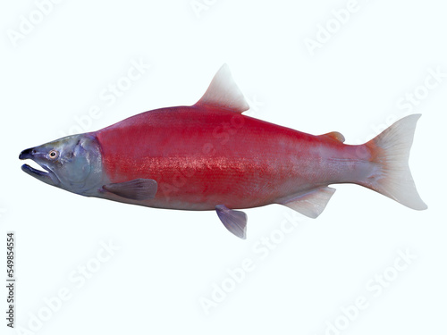 Sockeye Salmon - Living in the Northern Pacific ocean the Red Sockeye salmon fish live in schools and mate in rivers. photo