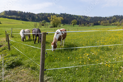 Horses in a green pasture with yellow flowers and blooming trees in background