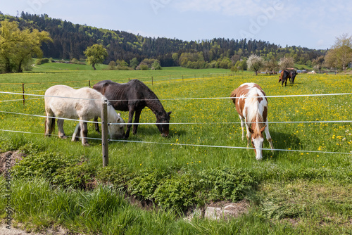 Horses in a green pasture with yellow flowers and blooming  trees in background © Martina