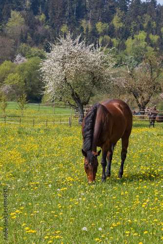 Brown horse with black mane in a green pasture with yellow flowers and blooming trees in background