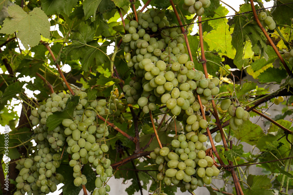 Delicious green grapes growing in vineyard, closeup Delicious green grapes growing in vineyard, closeup