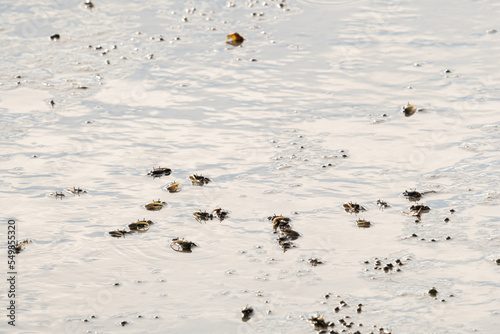 Colony of tiny mud crab species in the shallow brackish water at low tide