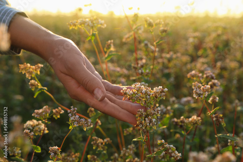 Tableau sur toile Woman in beautiful blossoming buckwheat field, closeup