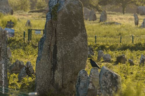 Miles long megalithic stones alignment on green meadow in Carnac, Brittany, France photo