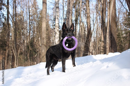 Black shepherd with a puller in the forest