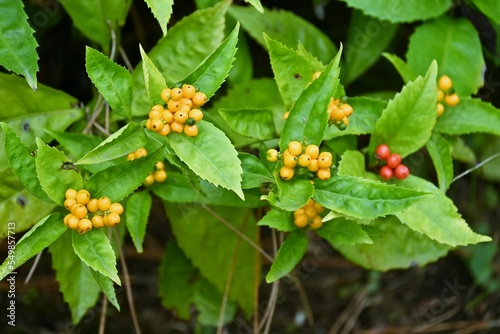 Japanese sarcandra berries. Chloranthaceae evergreen shrub. It grows in partial shade and the berries ripen red from November to January. There are also yellow berry varieties.
