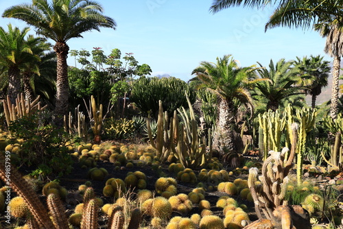 View on cactus in the Cactualdea Park of Gran Canaria
 photo