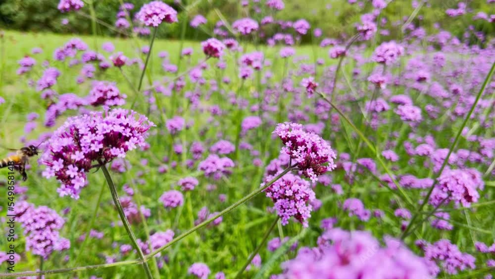 Lavender with bee pollinating in colorful summer.Slow motion Lavender with bee pollinating in colorful summer.Slow motion