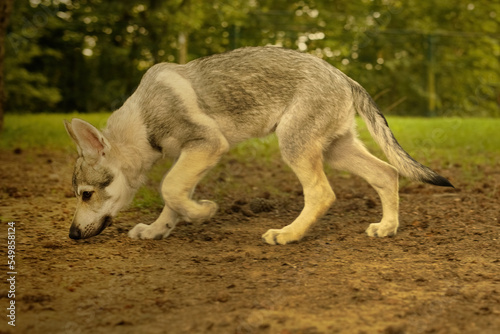 Male puppy of czechoslovak wolfdog enjoying outdoor games photo