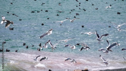 Oceanium. Northern fulmars (Fulmarus glacialis, dark phase), kittiwakes (Rissa tridactyla), slaty-backed gull (Larus schistisagus) in place of Pacific capelin (Mallotus villosus) spawning. Kamchatka photo