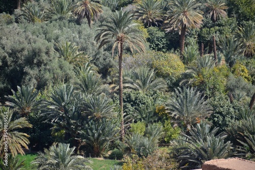 cactus in the desert