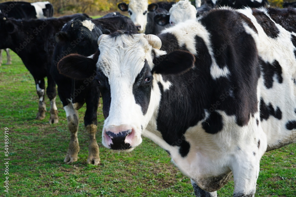 black and white cow