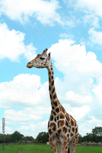 Beautiful spotted African giraffe in safari park © New Africa