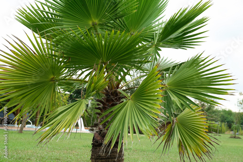 Tropical palm tree with beautiful green leaves outdoors