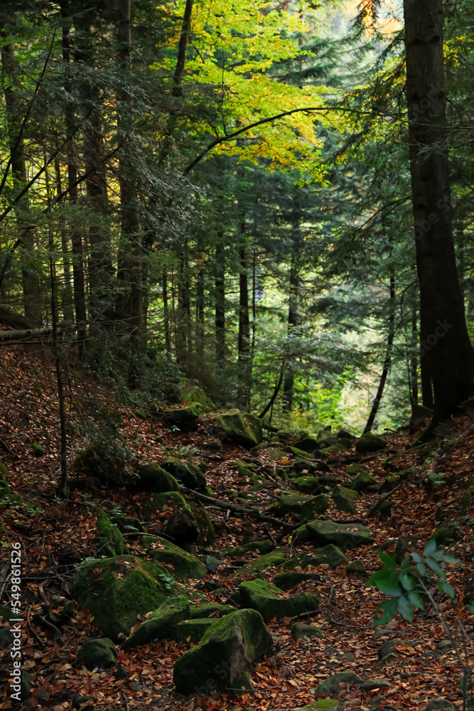 Picturesque view of pathway with stones among trees in beautiful forest on autumn day Picturesque view of pathway with stones among trees in beautiful forest on autumn day