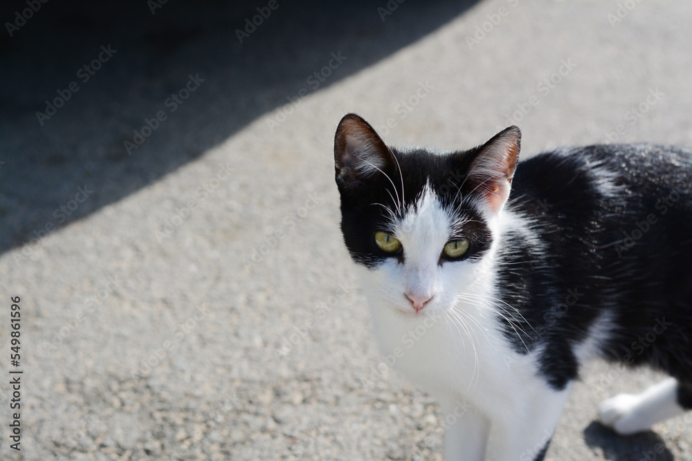 Lonely stray cat on asphalt outdoors, space for text. Homeless pet Lonely stray cat on asphalt outdoors, space for text. Homeless pet