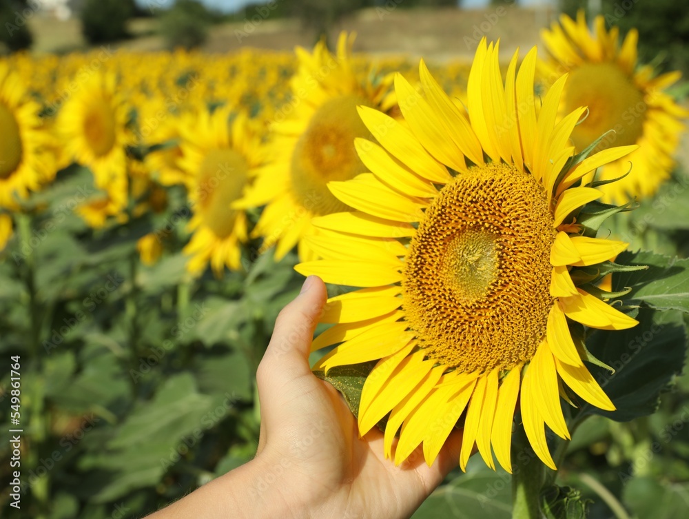 Fototapeta premium Woman touching sunflower in field on sunny day, closeup