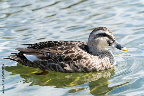 池の中を泳ぐ1匹のカモのクローズアップ写真