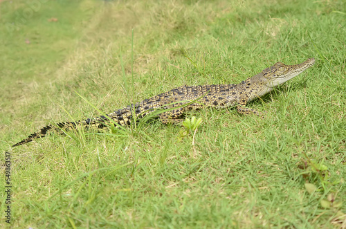 A crocodile is in the green grass