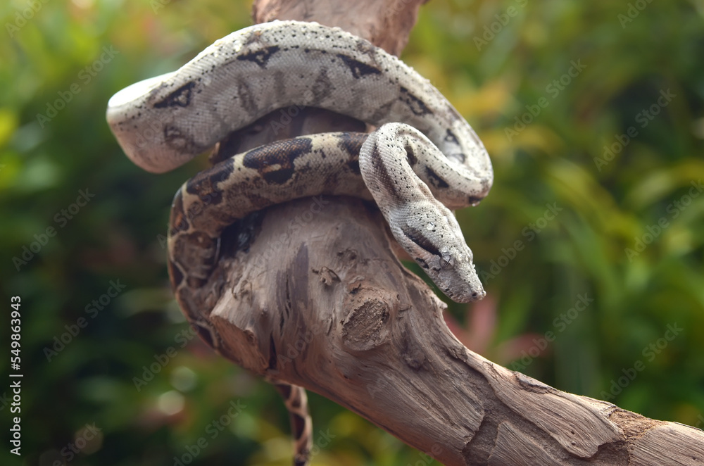Short-tailed Boa Snake wrapped around a tree branch with natural flower background Short-tailed Boa Snake wrapped around a tree branch with natural flower background
