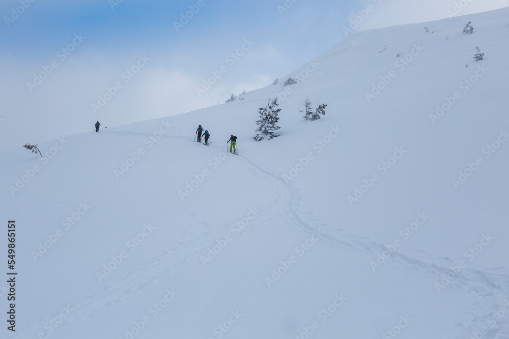 hikers goes on an alpine path among a snow covered spruce trees