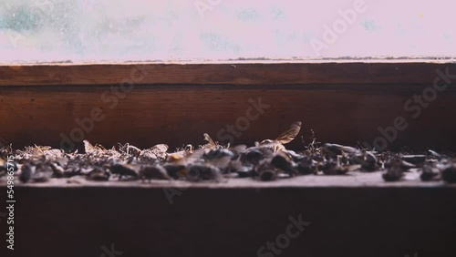 The invasion of horseflies. Insects enter the room and tend to fly out the window where they die. A layer of dead horseflies on the windowsill. Overproduction, excessive reproduction concept photo