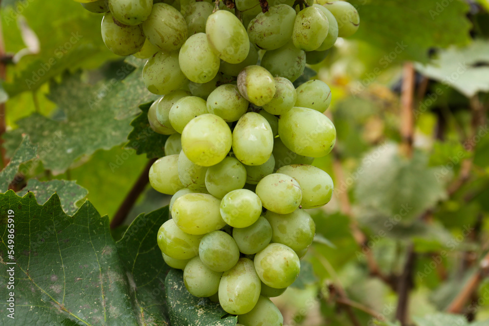 Delicious green grapes growing in vineyard, closeup