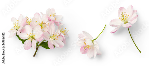Foto set of cherry flowers in full bloom, symbol for spring, design elements isolated