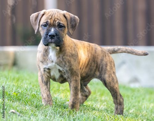 A very young striped brown and black brindle bulldog mixed with boxer dog is looking at the photographer in a curious way.  A close up photo of a baby puppy outside.