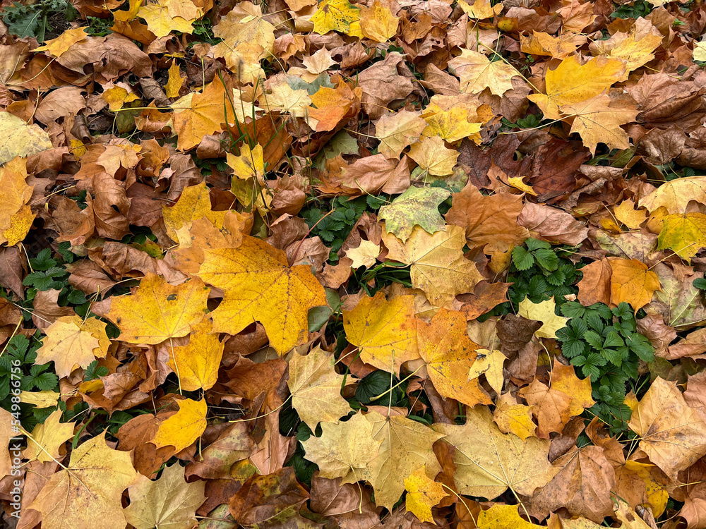 Golden leaves on the ground in golden autumn decorate yards and parks Golden leaves on the ground in golden autumn decorate yards and parks