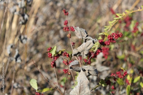 red berries on a branch