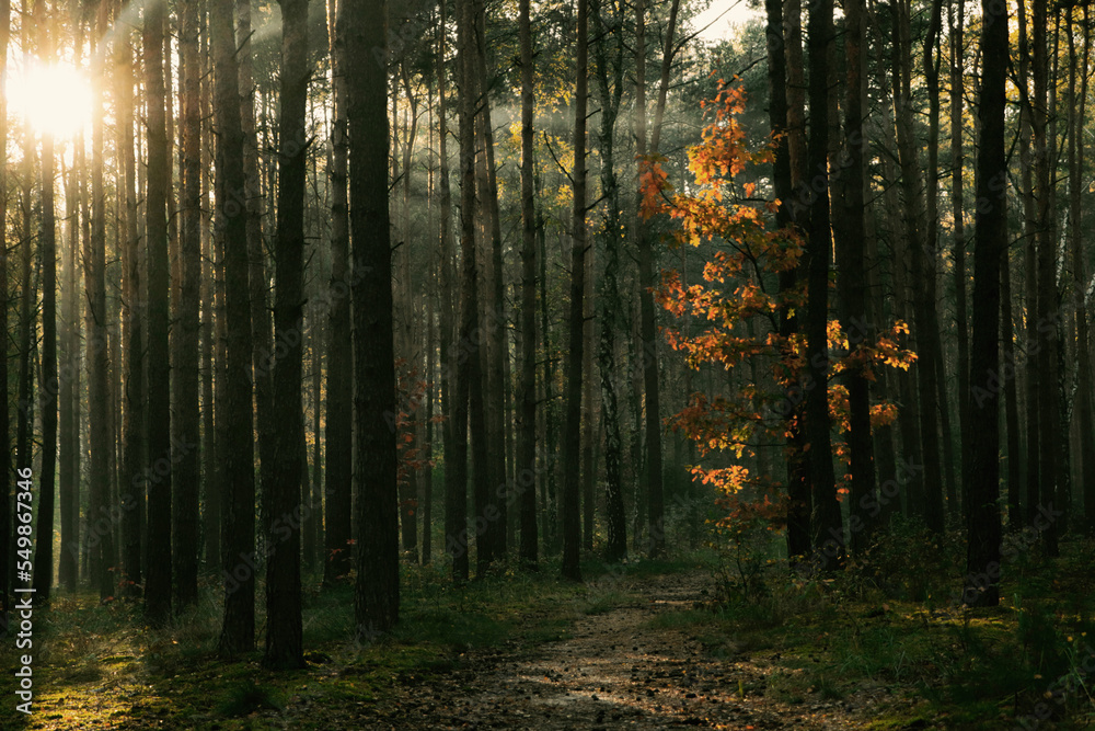 Majestic view of forest with sunbeams shining through trees in morning