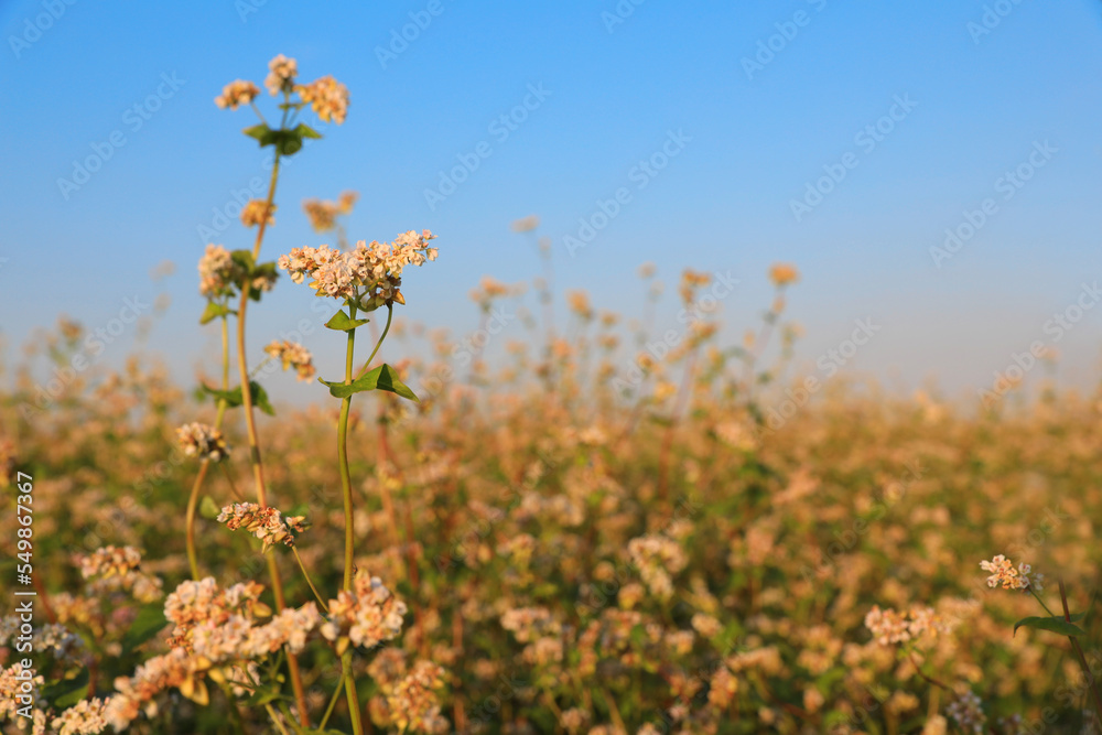 Fototapeta premium Beautiful blossoming buckwheat field on sunny day, closeup view