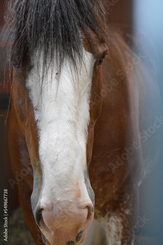 Clydesdale horse portrait