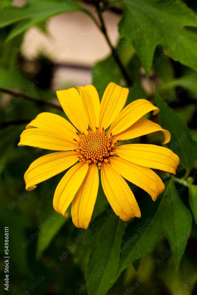 Very beautiful flowers grow in bloom in the garden Very beautiful flowers grow in bloom in the garden