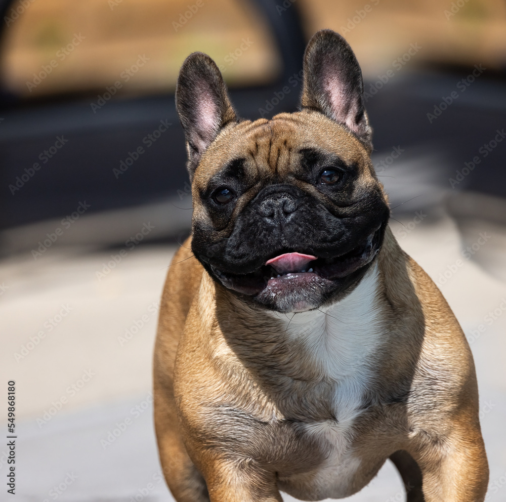 The one of a kind French Bulldog, with his large bat ears and even disposition, is one of the world's most popular small dog breeds, especially among city dwellers. The Frenchie is playful and alert. 