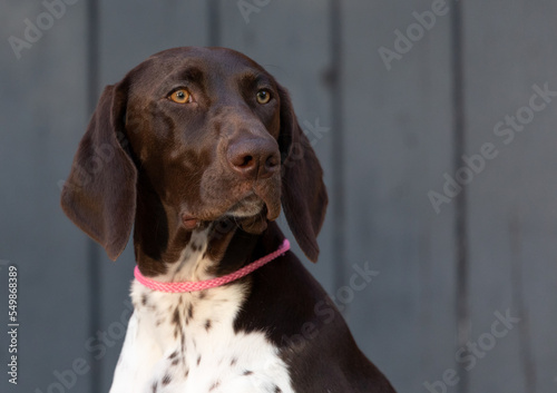 The German Shorthaired Pointer is a medium to large sized breed of pointing dog developed in the 19th century in Germany for hunting. A versatile hunting breed, being an all-purpose gun dog. 