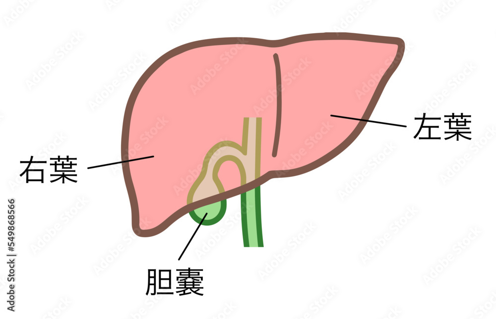 肝臓と胆嚢、人体の内臓、名称あり Stock Vector | Adobe Stock