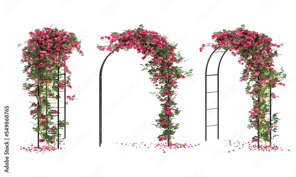arched pergola with roses isolated - obrazy, fototapety, plakaty 