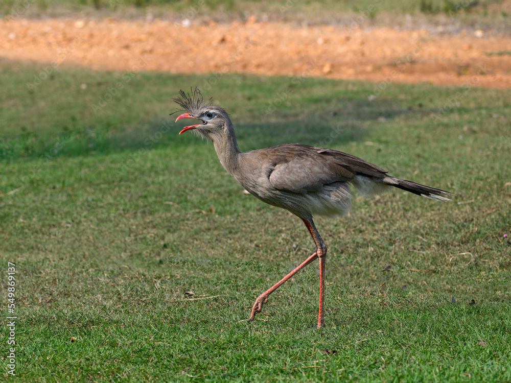 Obraz premium Red-legged seriema walking in the field