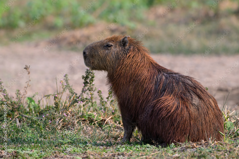 Wild capybara sitting on grass, portrait  