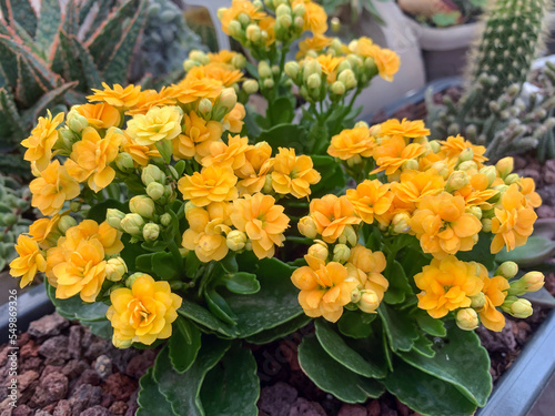 Kalanchoe blossfeldiana beautiful ornamental plant