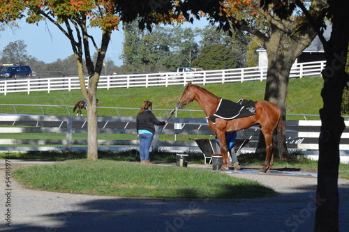 A Thoroughbred race horse at Keeneland