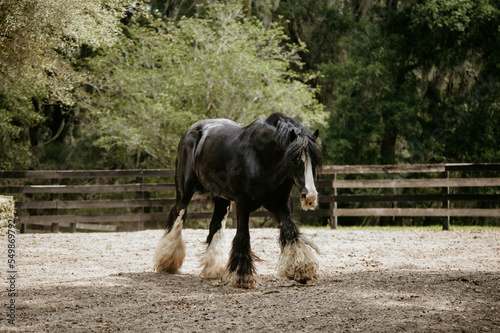 Vászonkép A Gypsy Vanner horse in Ocala, Florida