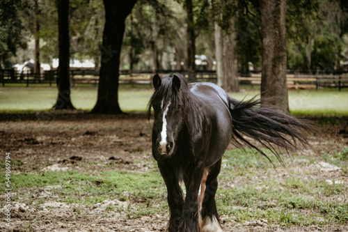 Принти на полотні A Gypsy Vanner horse in Ocala, Florida